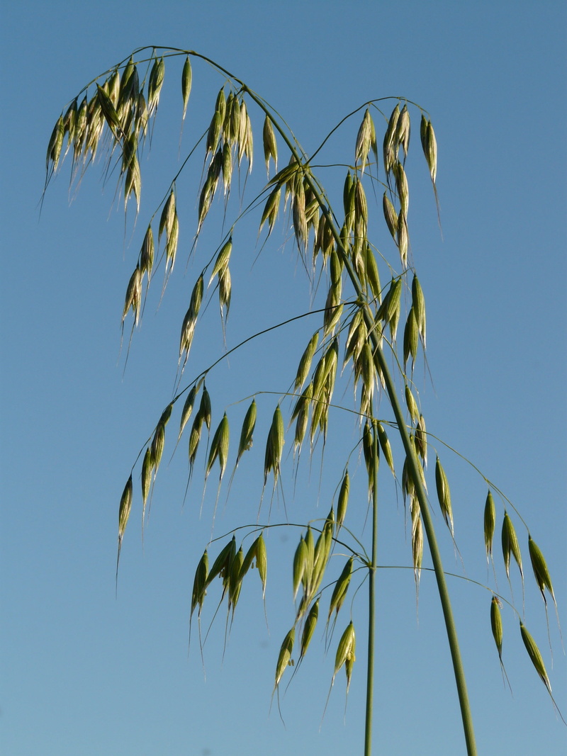 cereals, bluegrass, scenics - nature, herbaceous plant, leaf, day, food, plant, tranquility, beauty in nature, no people, cereal plant, sky, sunlight, crop