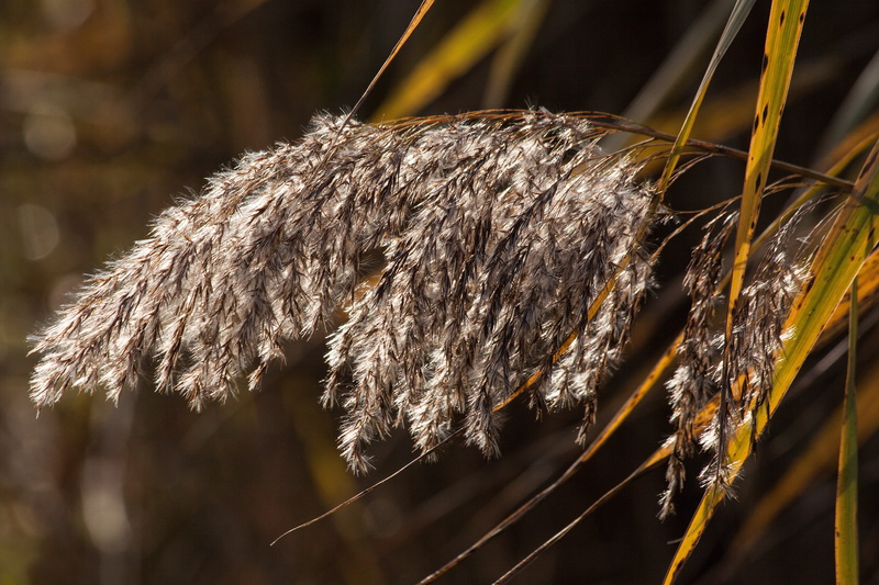 no people, back light, close-up, sunlight, flower, reed, bluegrass, long dust threads, land, animal hair, flora, plant, hair, day, animal, white, beauty in nature