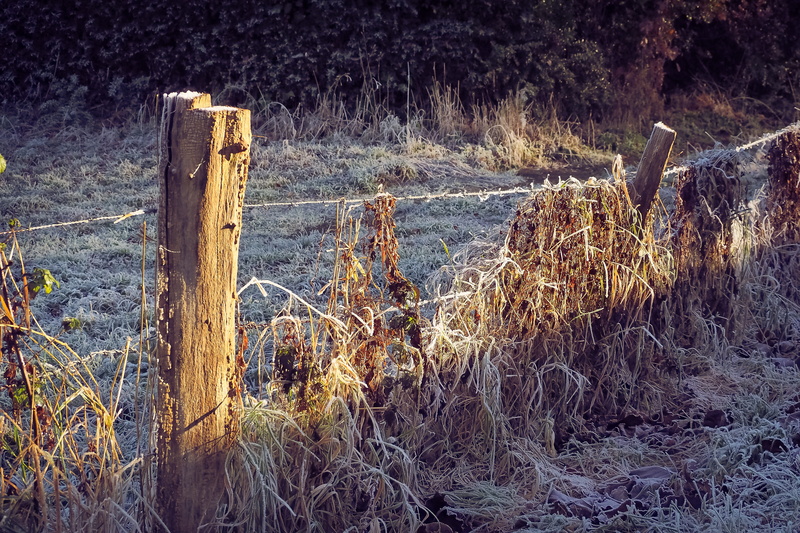 tree, water, forest, fence post, wood - material, Mood, 4K, fence, barbed wire, outdoors, day, wooden post, grass, beauty in nature, scenics - nature