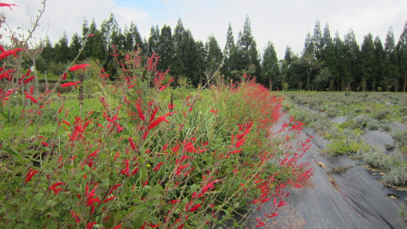 1080P, forest-farm, experimental, forest, flower, lovely, farm