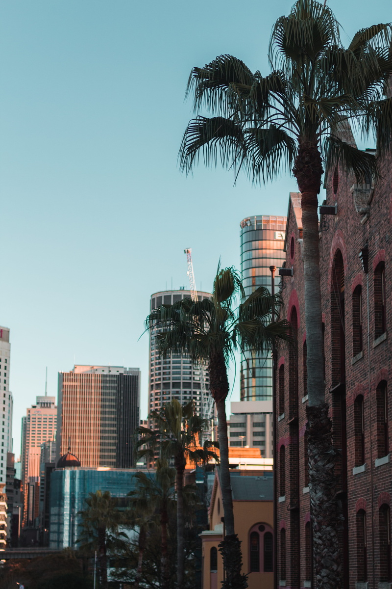 outdoors, residential district, citylife, building, palm tree, office building exterior, australia, 5K, naturevscity, photography, building exterior, coconut palm tree