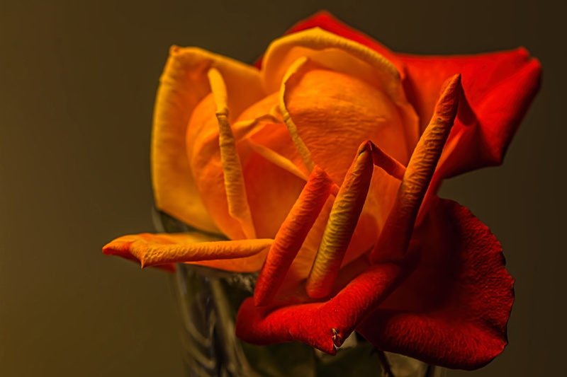love background, orange, plant, nature, black background, shadows, photography, romantic background, 5K, studio shot, desktop, close-up, inflorescence
