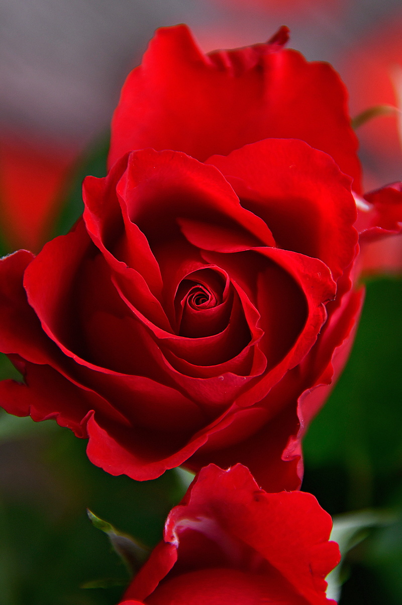 rose, fragility, petal, close-up, focus on foreground, growth, nature, valentines day - holiday, flower arrangement, flower head, romance, flower