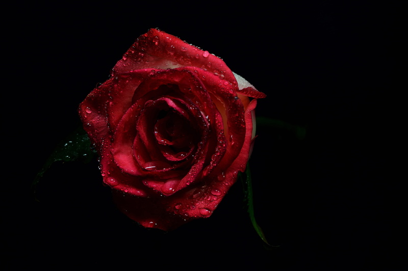 beauty in nature, petals, inflorescence, rose - flower, wet, studio shot, freshness, vulnerability, close-up, dark, flowering plant, romantic, red, blooming