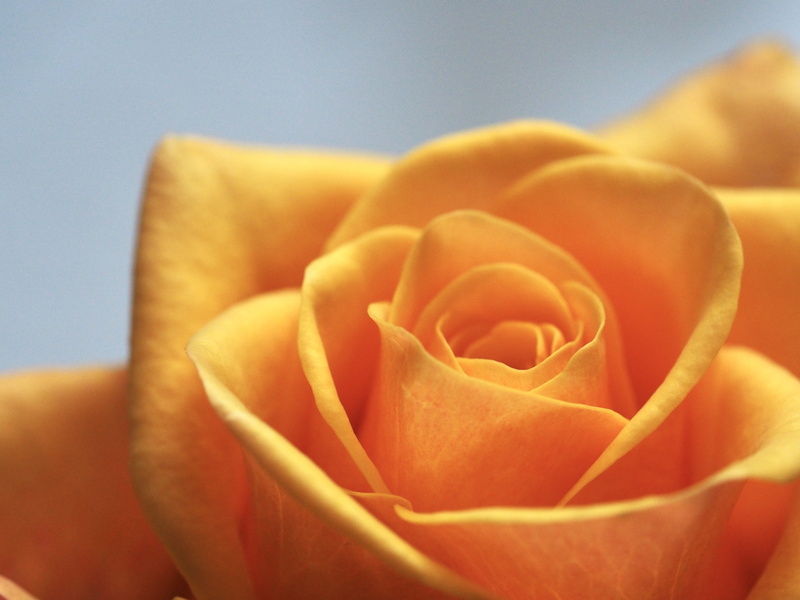 rose, pretty, blossom, valentine, soft, beauty in nature, affection, wedding, love, photo, no people, macro photography, vulnerability, nature