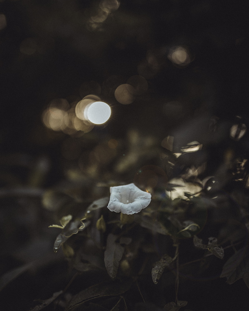 close-up, foliage, fine art, land, growth, outdoors, nature, soft, freshness, landscape, plant, focus on foreground, us, no people, intimate, fragility