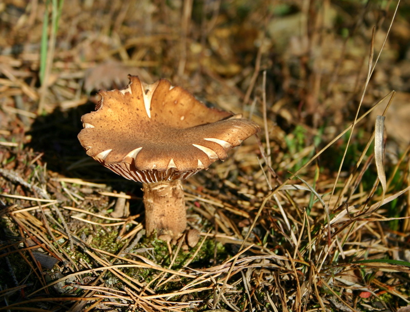 schönbuch, vegetable, fragility, disc fungus, vulnerability, day, screen fungus, edible mushroom, growth, beige, land, Fungus, autumn, Mushroom, outdoors