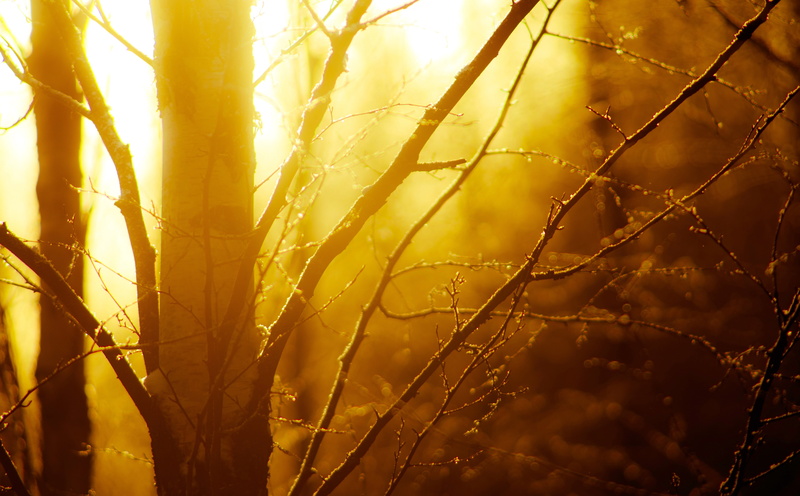 land, outdoors, Light, Southern, Nature, growth, Yellow, silhouette, close-up, Birch, plant, sky, day, sun, tree, lens flare, plant stem, no people