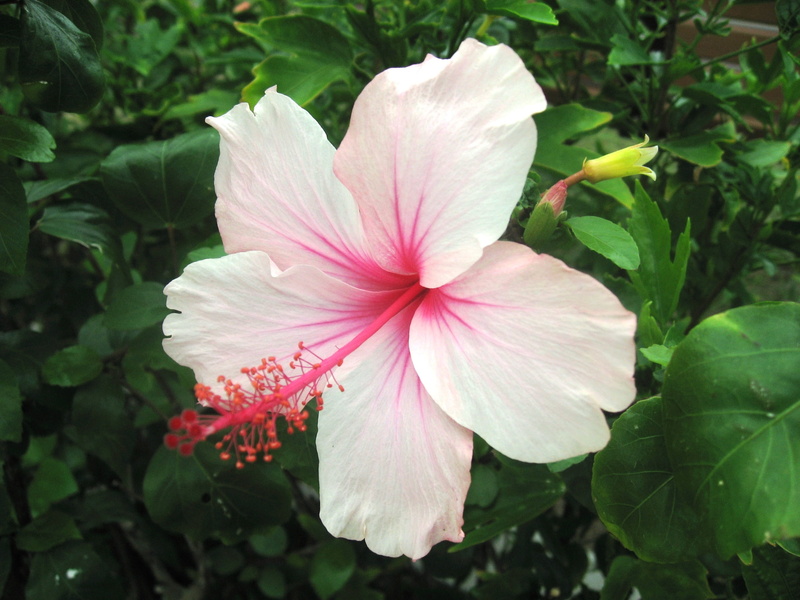 shines, large, japan, antomasako, contrast, flower, pink, red, vivid, asahi, day, vulnerability, pollen, green color, light pink, green, Ishigaki Island