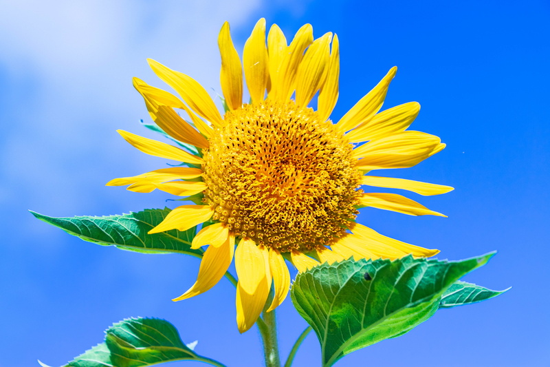growth, flowering plant, sepal, springtime, blue, landscape, yellow, petal, sky, southern countries, plant part, flowers, nature, beauty in nature, quiet
