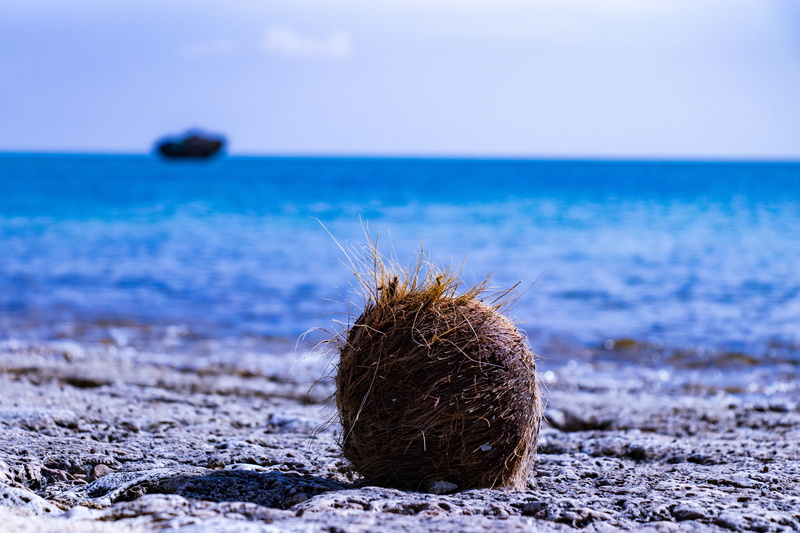 outdoors, animal, background, land, beauty in nature, light blue, southern countries, ishigaki, day, landscape, sea, close-up, blue, okinawa, comfort, beach