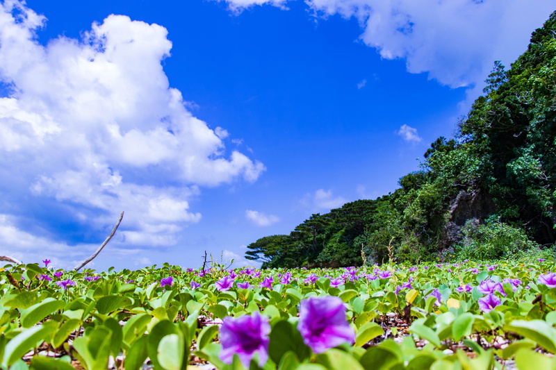 sky, japan, green, cloud, cloud - sky, growth, comfort, resort, fragility, summer, green color, beach, outdoors, no people, pink color, day, southern countries