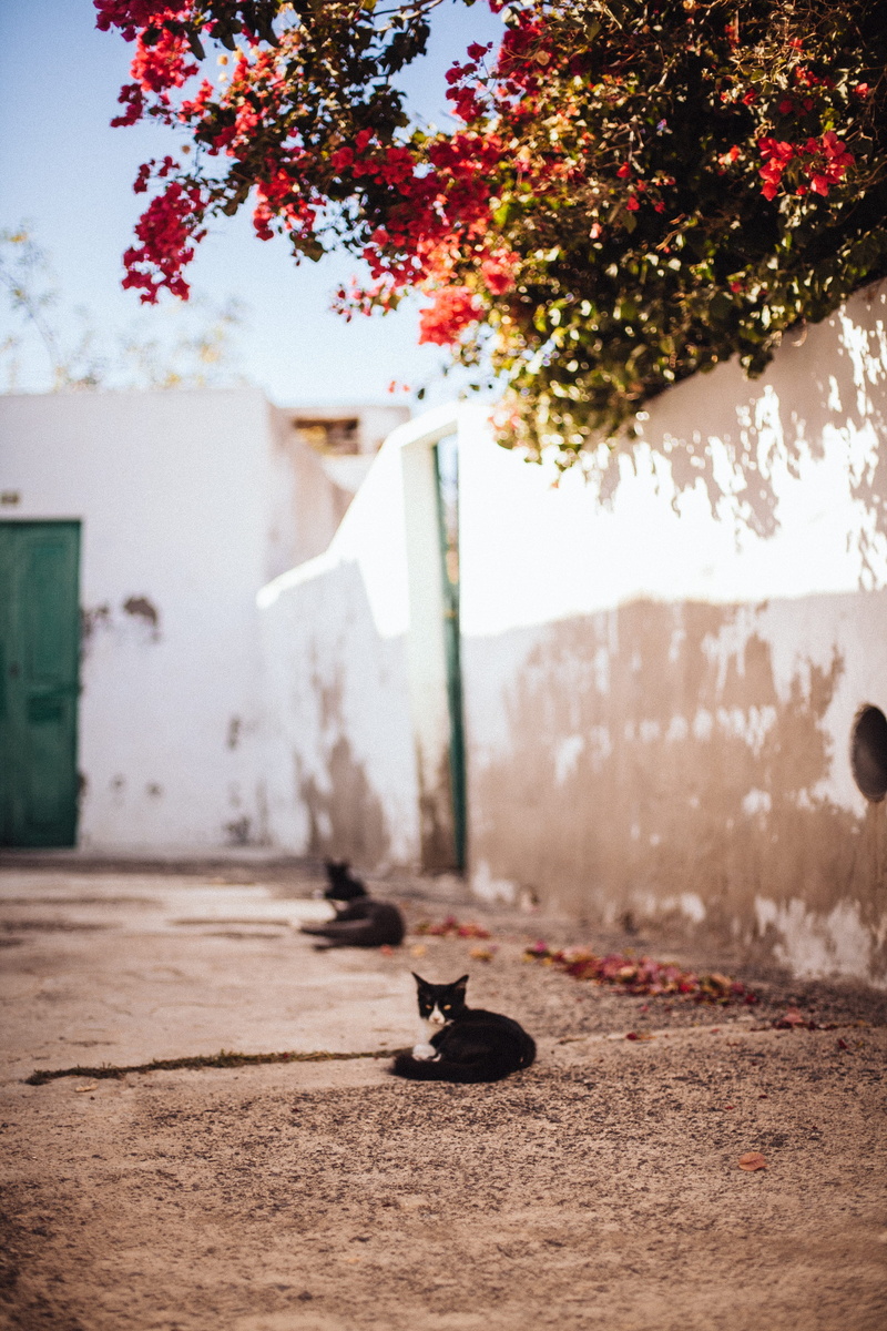 domestic cat, feline, mammal, tuxedo, lying, photography, outdoors, day, plant, rural, leaf, brown, 2K, selective, pets, red, nature, domestic animals