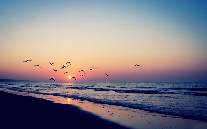 sunset, 1080P, silhouette, sand, ocean, beaches, 1920x1200, birds, bird, seagulls, seagull