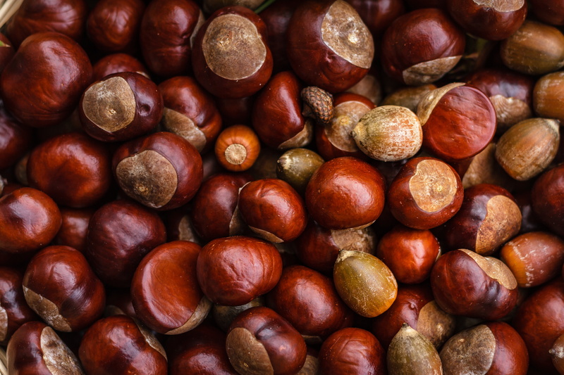 indoors, nature, shiny, castanea, fruit, no people, healthy eating, high angle view, food, autumn, autumn fruit, brown, nut, chestnut - food, close-up