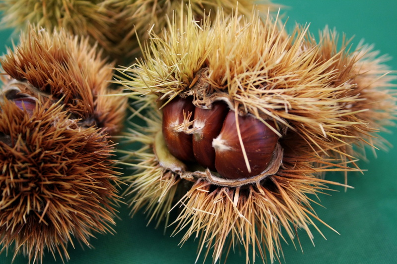 brown, lychee, still life, nature, october, no people, food and drink, 4K, fruit, hedgehog, roasted chestnuts, food, woods, freshness, the chestnut festival