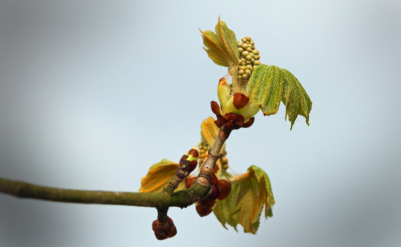 food, chestnut, food and drink, sunlight, buckeye, autumn day, golden autumn, ordinary rosskastanie, fruit, 5K, leaves, beautiful, fall color, chestnut tree