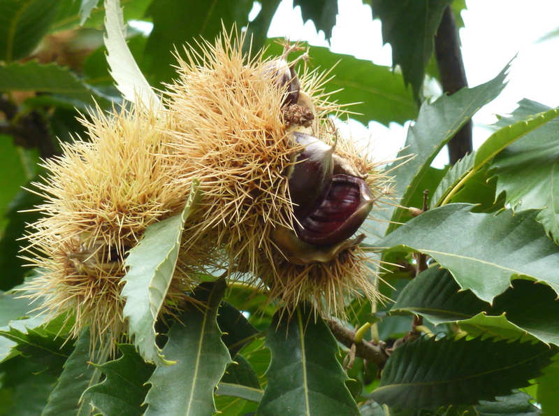 mouth open, tasty, autumn decoration, autumn fruit, freshness, outdoors, nutrition, spur, spiky, prickly, maroni, nature, nut, spiked, tree, food, collect
