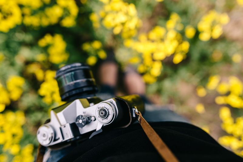 camera - Photographic Equipment, yellow, rape, day, 4K, rapeseed, activity, field, focus on foreground, autumn, nature, outdoors, blooming, rapes, bloom