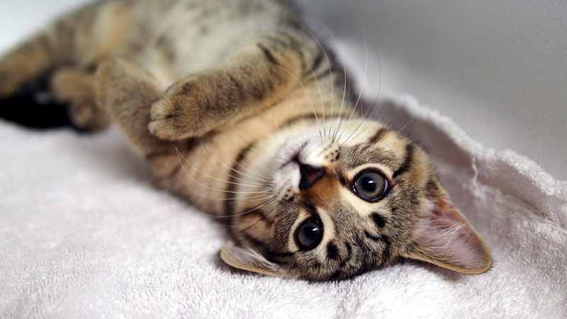 looking, brown, cute, 1080P, animals, 1920x1080, tabby, kitten, cat