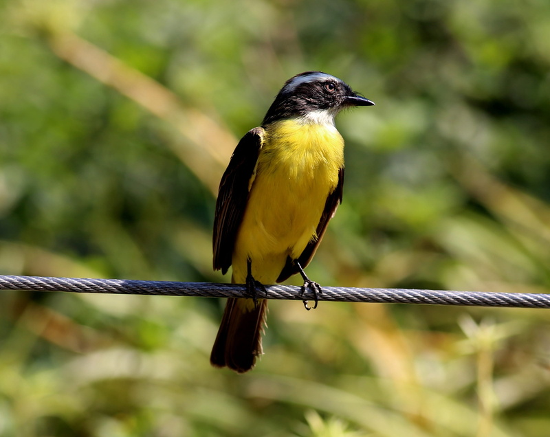 full length, perching, outdoors, animals in the wild, looking, close-up, looking away, animal themes, animal, ray, brazilian, bird on the wire, day, plant