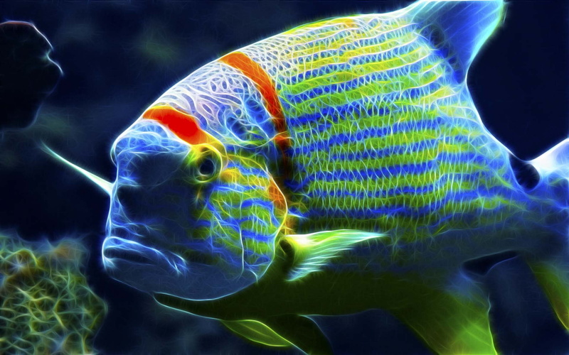 beauty, colorful, looking, hd, art, FISH, 1080P, fractal, ocean, animals, Cool
