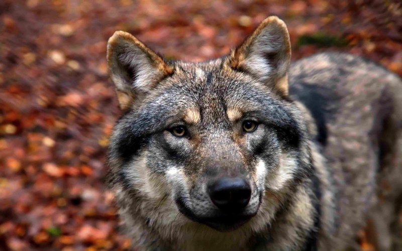 1080P, wolf, closer, close up, look, predator, magnifecet, animals