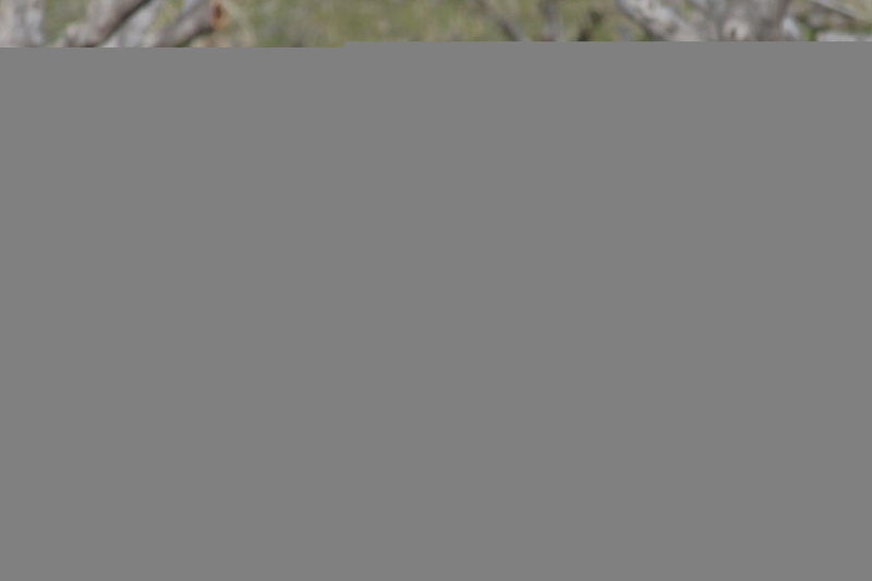 ponies, 1080P, animals, horses, trees, grass, hell, looking