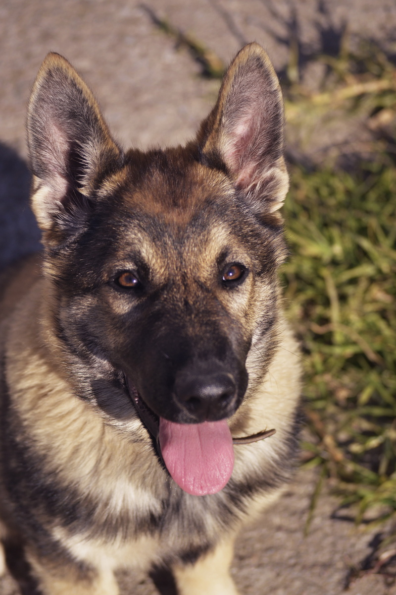 no people, pet portrait, panting, dog looking at you, brown, looking at camera, head, mouth open, mammal, looking, close-up, purebred dog, portrait, face