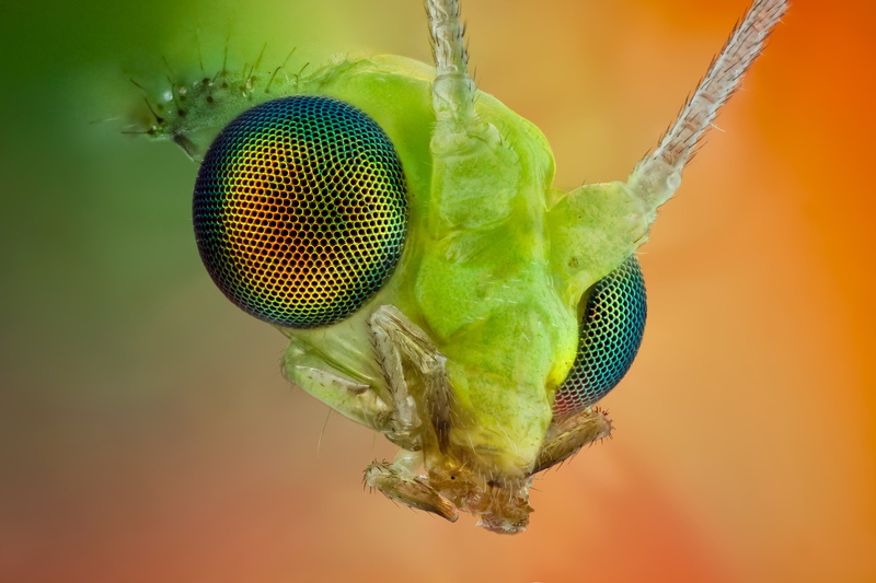 Im watching you, looks, 2K, insect