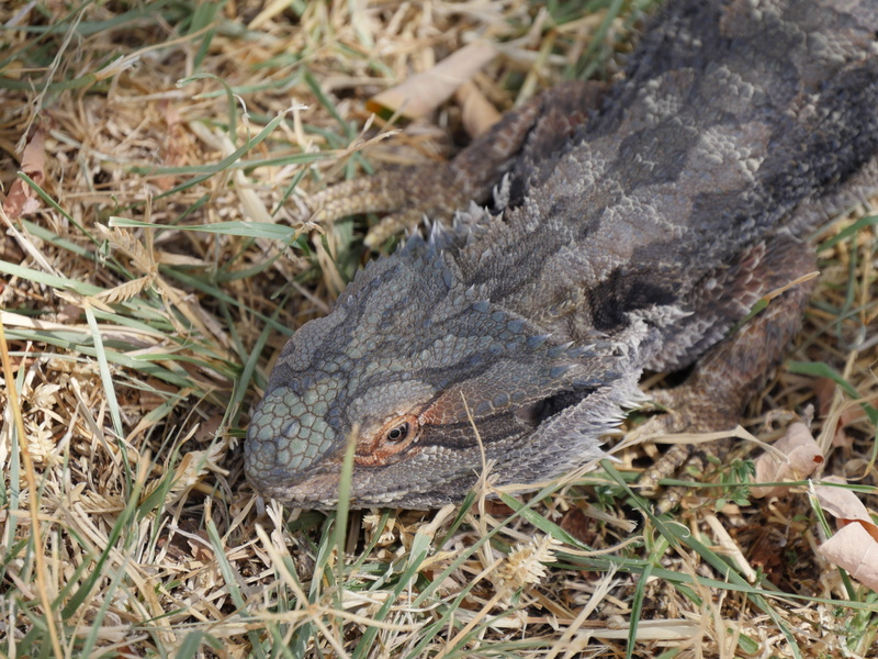 one animal, day, high angle view, frillneck, lizard, animal, animal themes, reptile, land, nature, 5K, outdoors, grass, animal body part, poisonous, animal scale