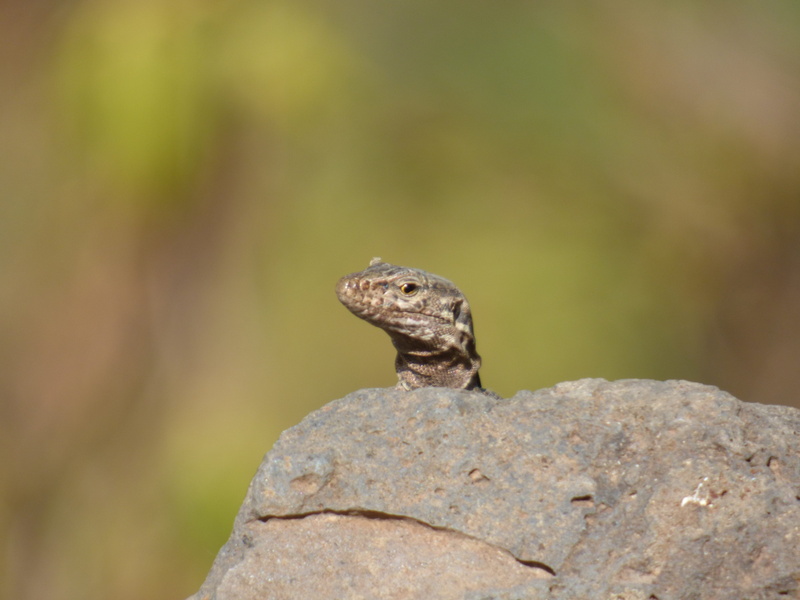lizard, day, animal, rock - object, what are you looking at, nature, iguana, animal themes, outdoors, vertebrate, close-up, no people, animal head, one animal