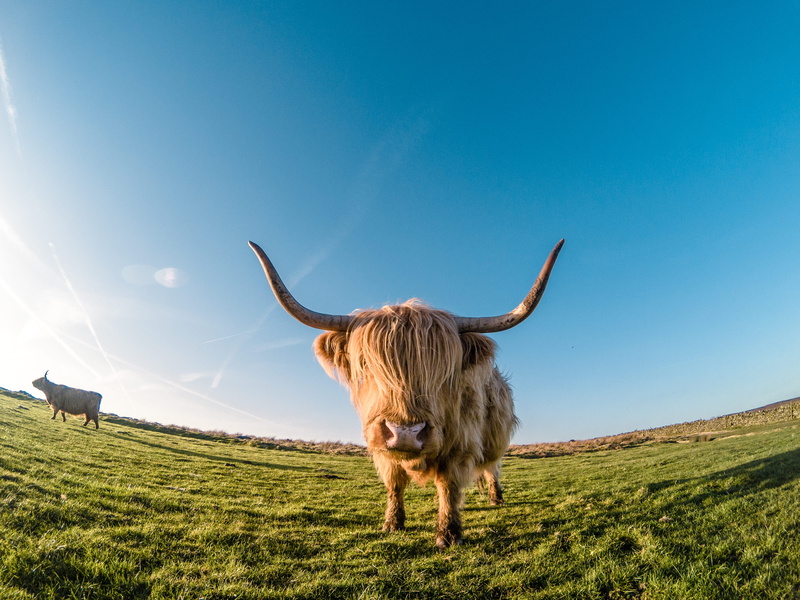 brown, no people, domestic animals, livestock, animal themes, cattle, land, domestic, highland cattle, animal wildlife, nature, horn, environment, gopro