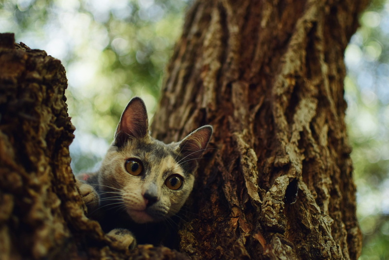 domestic animals, pets, tree, domestic cat, climb, animal eye, feline, whisker, forest, whiskers, plant bark, you, cat eyes, tree trunk, feline look, cute cat