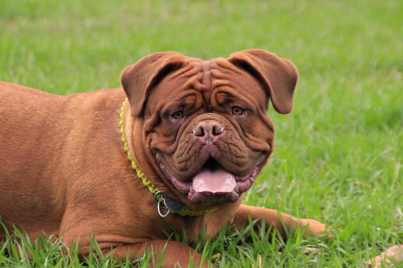 adorable, no people, thoroughbred, puppy, cute, pets, plant, mastiffs, field, zertovne, one animal, summer, animal head, de, purebred Dog, pet, are you looking for