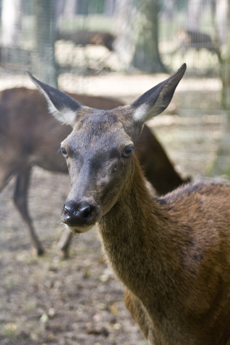 animal body part, one animal, field, mammal, animal head, nature, no people, 4K, close-up, fawn, animal wildlife, animal, antler, forest, autumn forest