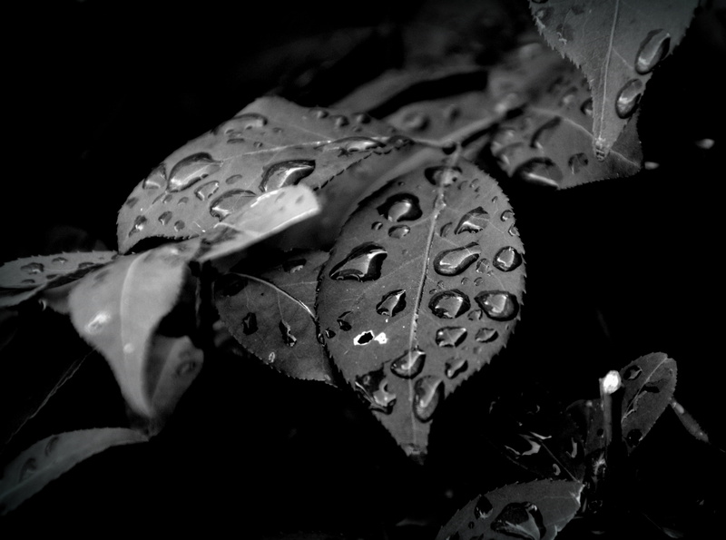 natural, fragility, beauty in nature, growth, 4K, leaves, wet, awesome, pleasant, close-up, plant part, selective focus, rain, leaf, water, nature, black background