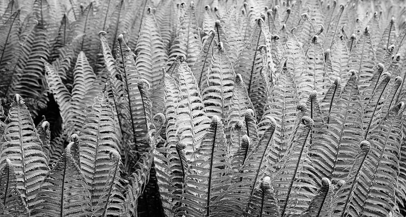 backgrounds, ferns, nature, bandw, art, greyscale, black Color, textured, 1080P, photo, close-up, pattern