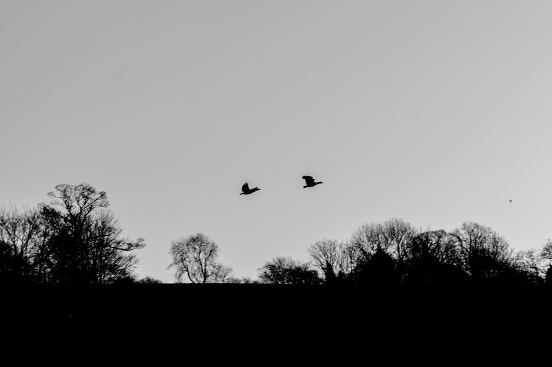 bird, tree, sky, animal wildlife, low angle view, silhouette, outdoors, no people, plant, clear sky, animals in the wild, animal, day, flying, dark, group of animals