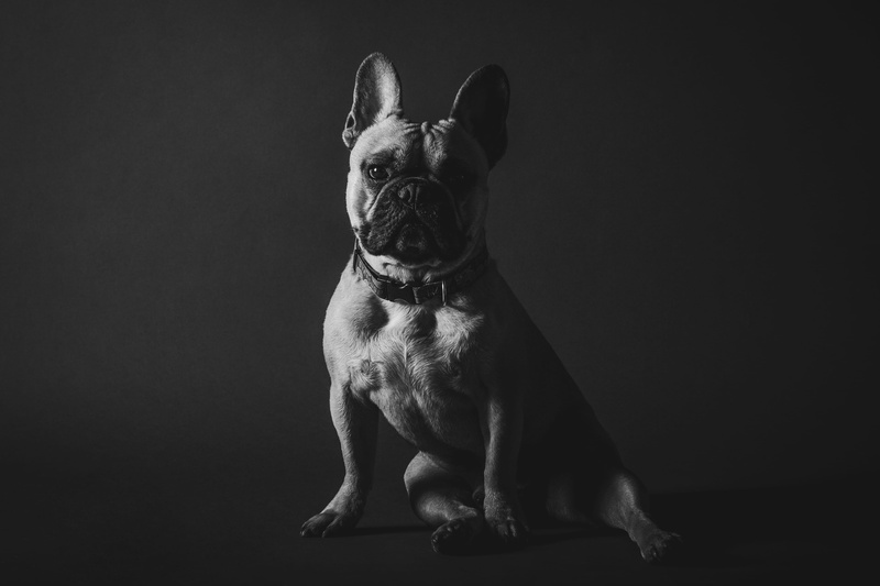 dog, canine, french bulldog, pet, frenchie, vertebrate, studio, drama, bulldog, 2K, small, one animal, full length, las vegas, indoors, domestic, cast shadow
