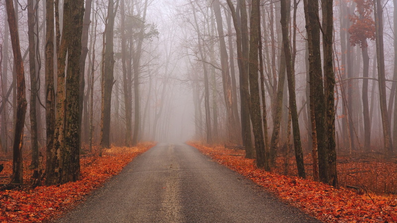 tree trunk, tranquility, tranquil scene, change, diminishing perspective, 1080P, autumn, woodland, beauty in nature, fog, forest, mist, outdoors, nature