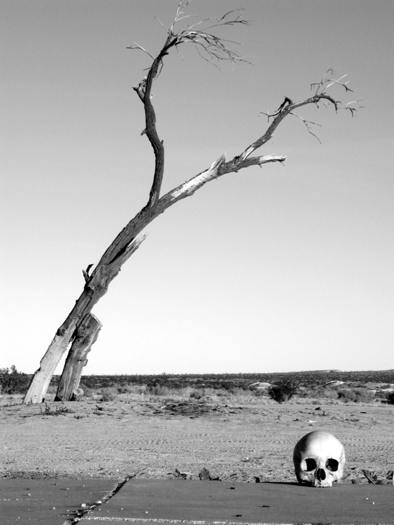 nature, beach, day, branch, tranquil scene, horizon, land, skull, black and white, water, clear sky, non-urban scene, bandw, dead, death, plant, tree, human