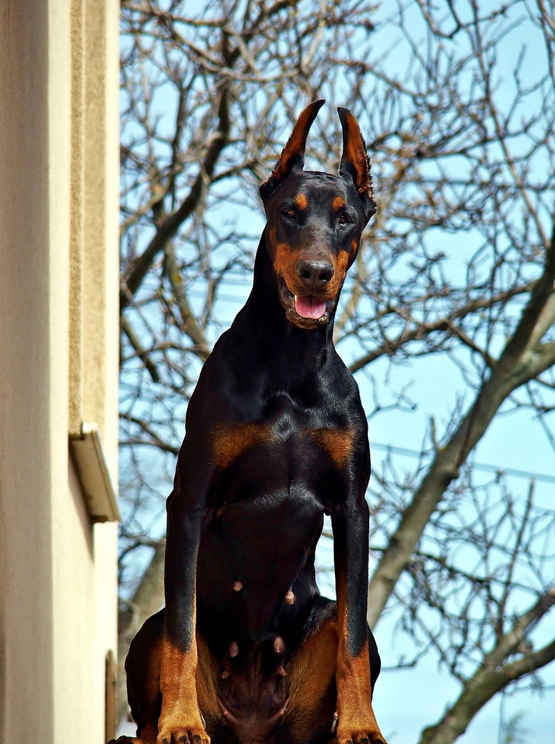 bare tree, doberman, low angle view, in addition to housing, looking, pets, no people, dog, focus on foreground, canine, vertebrate, one animal, animal themes