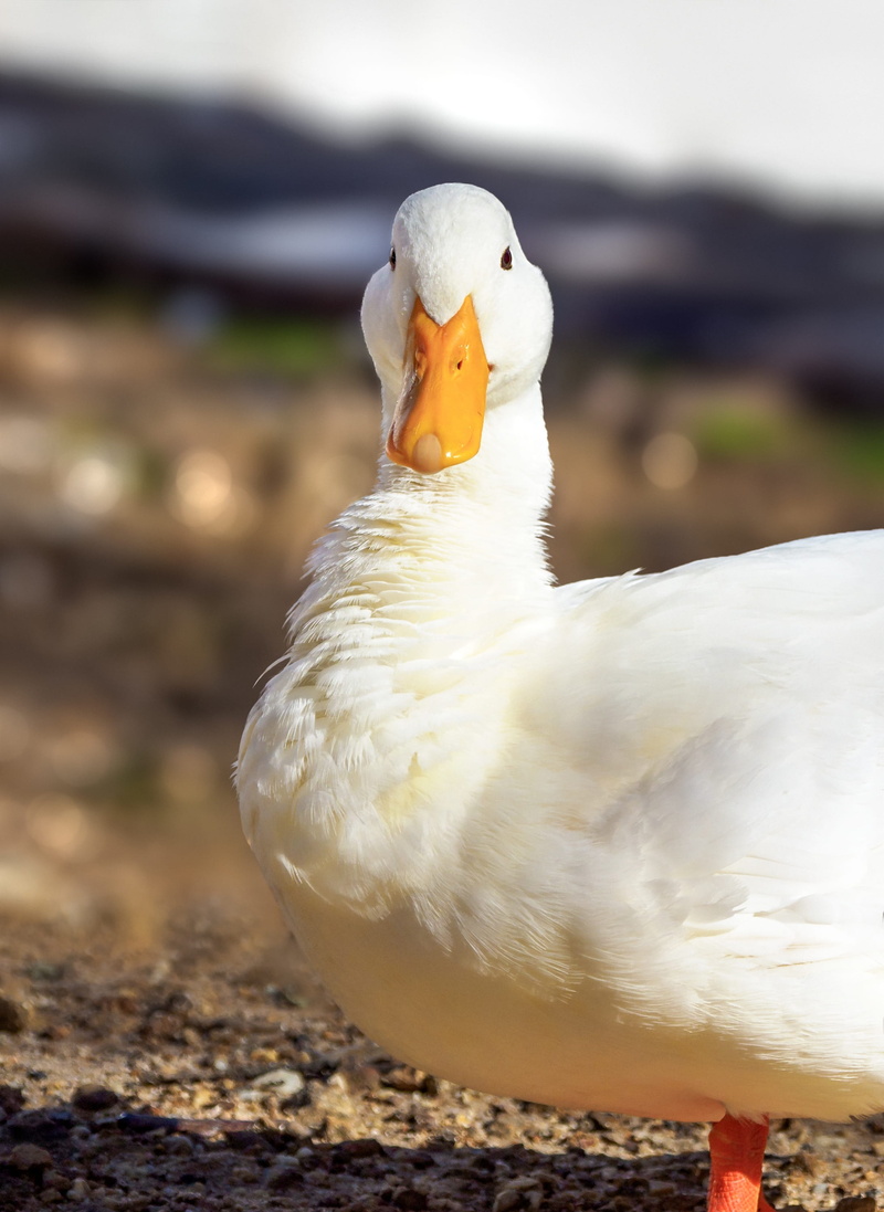 animal themes, goose, domestic, long island duck, poultry, white color, feathers, agriculture, no people, portrait, animals in the wild, outdoors, fowl