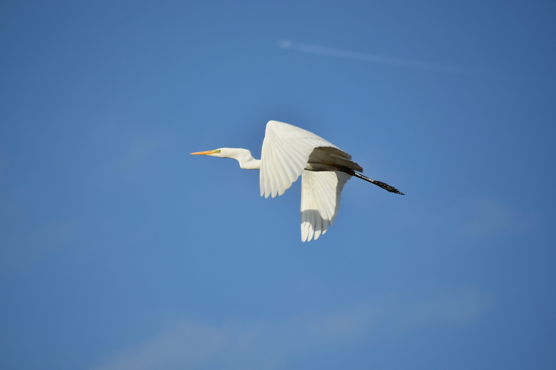 wings, natural, blue, landscape, stork, feathers, nature, wild birds, 5K, animal body part, outdoors, spread wings, bird, vertebrate, flying, animals in the wild
