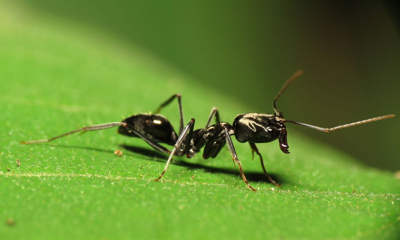 Panama, Canon Speedlite, DCR, 1080P, Pipeline, Arthropoda, photography, green, Road, macro photography, Trapjaw Ant, Life on Earth, green leaf, II, Gamboa
