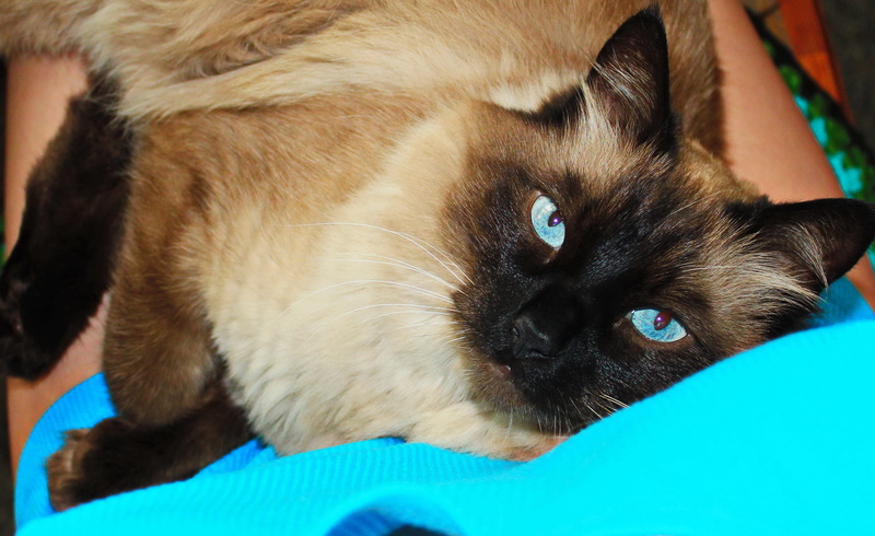 animal, portrait, mammals, tashkent, domestic cat, ragdoll, animal eye, whisker, pets, eye, domestic, animal themes, blue eyes, vertebrate, mammal, animal head