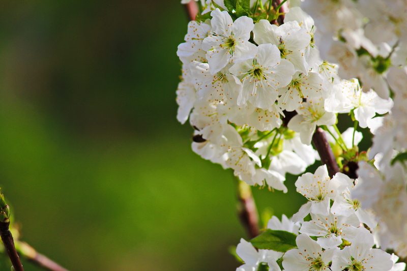 branch, sheet, flowering cherries, blooming, fragility, bunch of flowers, inflorescence, the leaves of the branch, plant, bee, white color, flower head
