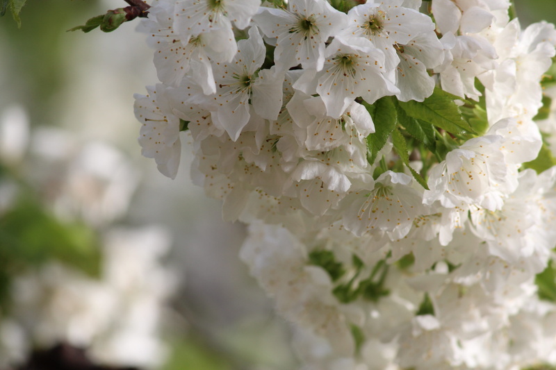 freshness, pollen, blooming, springtime, uzbekistan, flower head, flowering plant, summer, inflorescence, no people, season, day, dissolved, focus on foreground