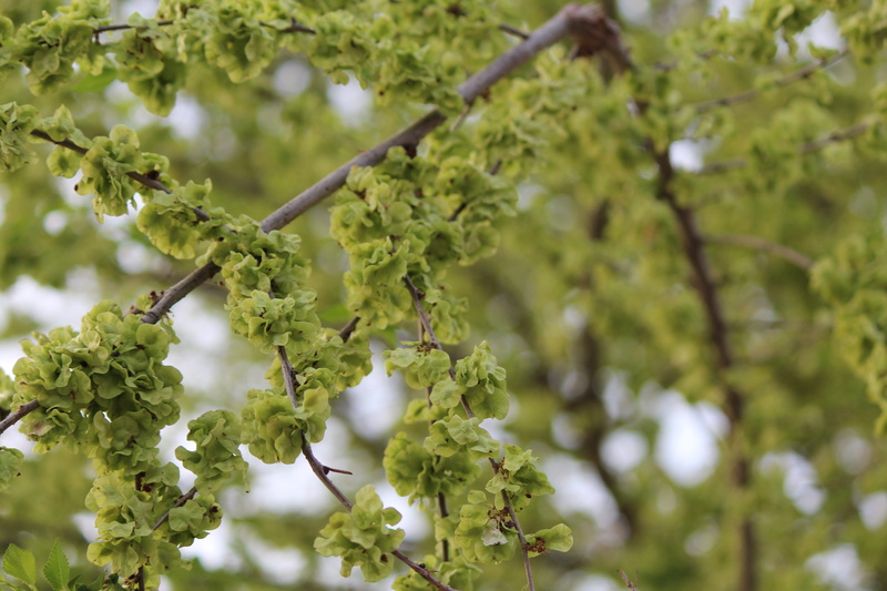 garden, nice, leaves, day, growth, tashkent, 5K, green, summer, beauty in nature, fruit, flowers, outdoors, spring, wood, food and drink, no people, hanging